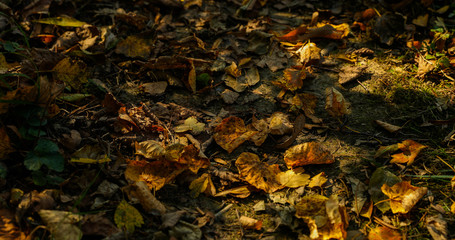 A walk along a path covered with falling autumn leaves a close-up view from the bottom while walking along the trail.