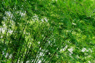 background texture green bamboo tree