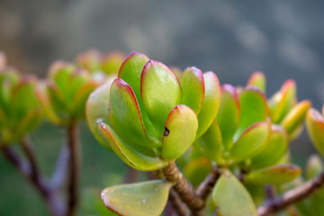 Pretty Jade Plant