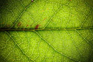 Natural green leaf fresh detailed rugged surface structure extreme macro closeup photo with midrib and visible leaf veins and grooves as a nature texture ecology green biology background.