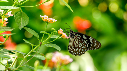 Fototapeta na wymiar butterfly on flower nature background soft focus