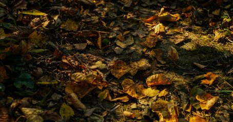 A walk along a path covered with falling autumn leaves a close-up view from the bottom while walking along the trail.