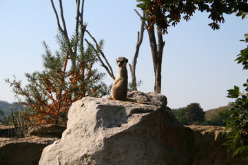 Meerkat