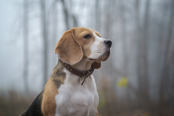 dog Beagle in thick fog while walking in autumn Park