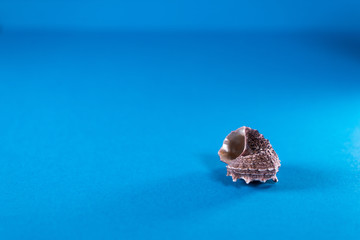 Seashell in isolated blue background