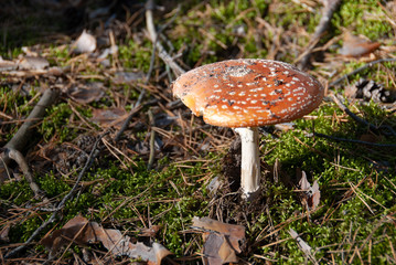 Amanita muscaria poisonous mushroom