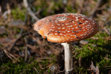 Amanita muscaria poisonous mushroom