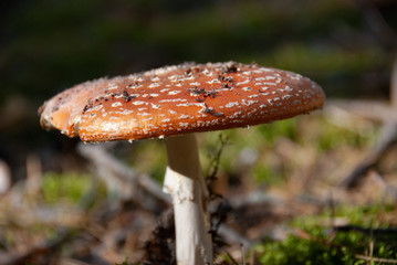 Amanita muscaria poisonous mushroom