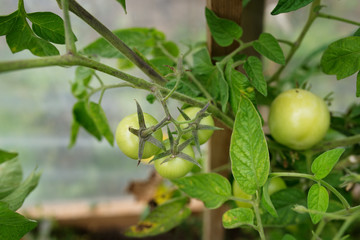 In modern polycarbonate greenhouses grow pepper seedlings