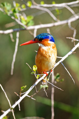 Malachite Kingfisher