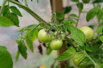 In modern polycarbonate greenhouses grow pepper seedlings