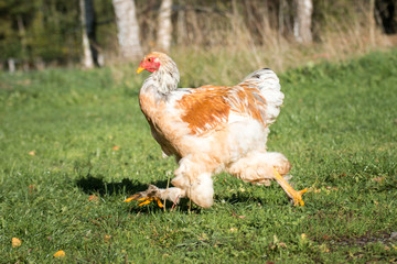 Junger Brahma Hahn auf der Weide