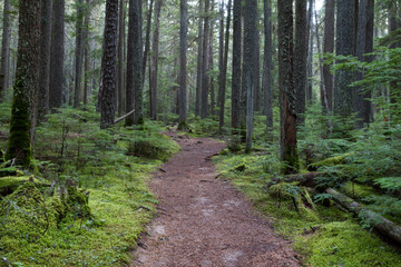 Walking path in Glacier National Park