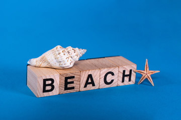 Seashell in isolated blue background