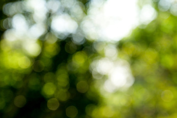Obraz premium Sunny abstract green nature background, Blur park with bokeh light , nature, garden, spring and summer season