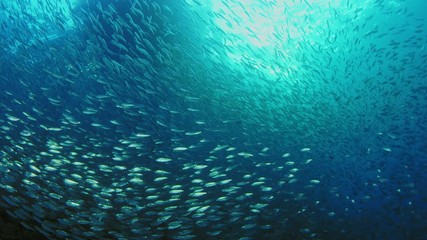 Large shoal of fish, Blacktip sardinella (Sardinella melanura) ripples and sways under a jetty, Raja Ampat, Indonesia