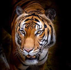 Tiger in portrait.