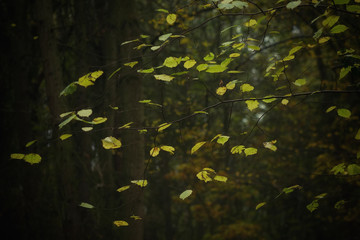 Beech Tree Leaves Woodland 2