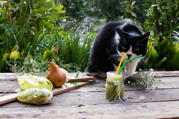 Cat relaxing near Extract Juice