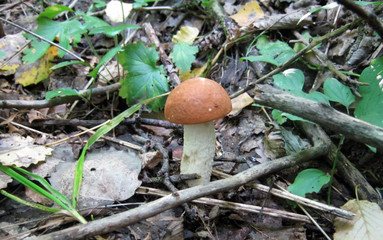 mushroom in the forest