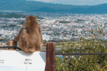 Kyoto City View Monkey