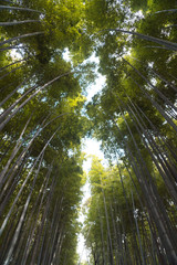 Kyoto Bamboo Forrest