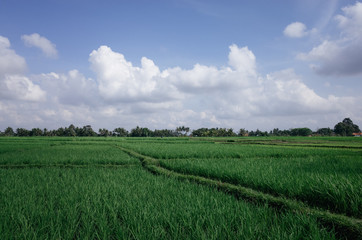 Fototapeta na wymiar rice terrace bali