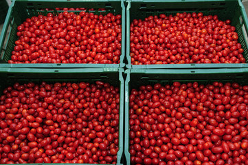 tomatoes, production, business, food, nutrition, greenhouses, vegetables, health, agribusiness, agriculture, business, depot, diet, distribution