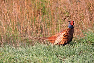 A rooster pheasant © E-lona