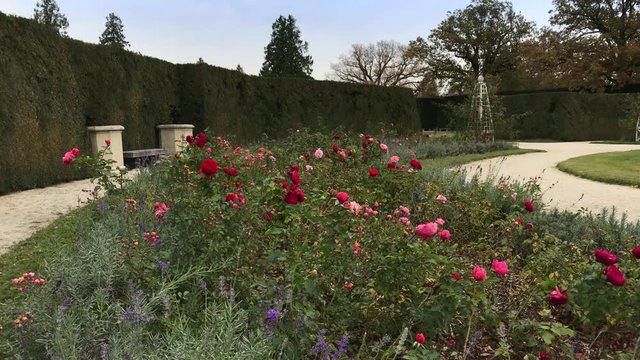 Roses and lavender flowers in french formal garden of Chateau Lednice, South Moravia, Czech Republic. Flowering chateau Lednice park in autumn day. Lednice-Valtice Cultural Landscape