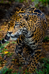 Costa-Rica - Jaguar
