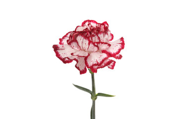 Pink carnation flower isolated on white.