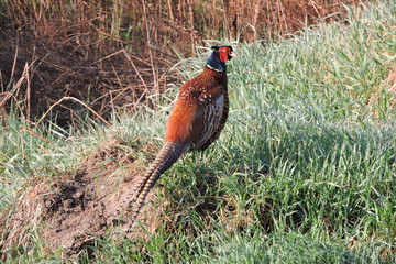 A rooster pheasant