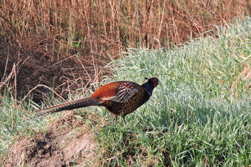 A rooster pheasant © E-lona