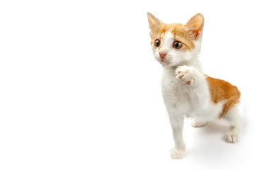 Little kitten with raised paw on white background