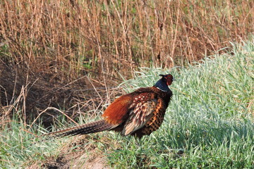 A rooster pheasant with feathers ruffled © E-lona