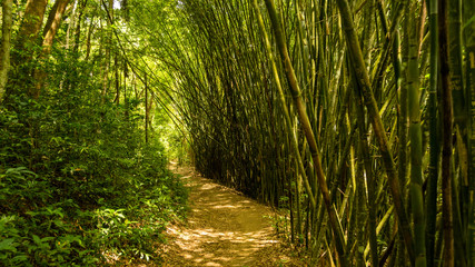 Path surrounded by bamboo or green cane, creating a textured tunel, with lush foliage and sunlight coming through the leaves, beautiful environment, green background