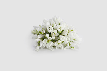 spring snowdrop flower