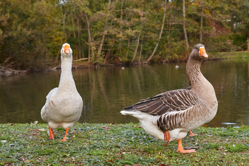 Geese in the park