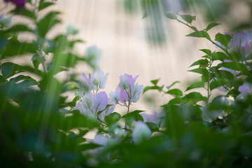bougainvilleas in morning with blurred background.