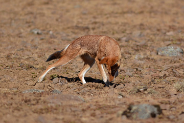 loup d'Abyssinie