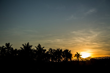 atardecer con palmeras