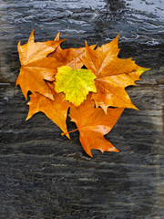 Leaves with autumn colors on slate stone wet from the rain