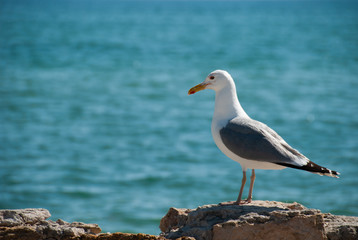 Gull
