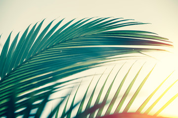 Coconut leaves ,Coconut leaves on the tree for graphics.