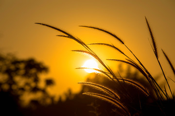 Sunlight through grass flowers during sunset.