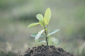 Tree growing on soil with green background,Small tree ,Small trees growing