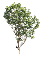 Tree isolated on a white background