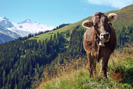 auf der Alm... mir schmeckt's