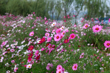 Naklejka premium China river beach scenery
